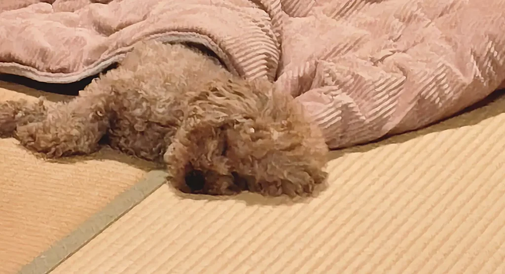愛犬りりたん、こたつで寝る
