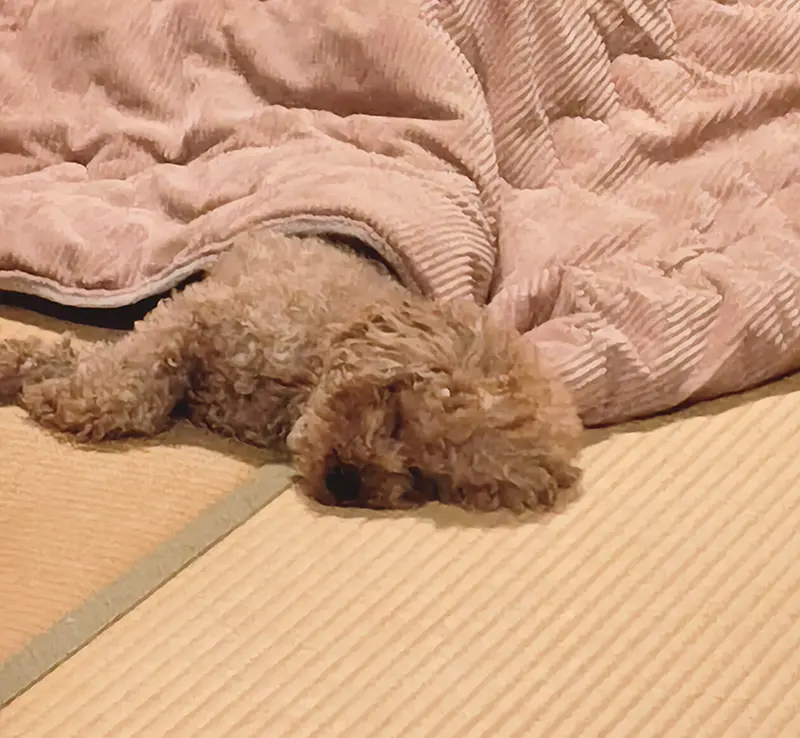 愛犬りりたん、こたつで寝る